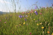 Glockenblumen und Nelken in der Oberpfalz