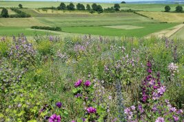 Blühfläche Biodiversität