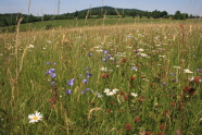 buntblühende artenreiche Wiese