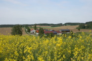 Blühendes Rapsfeld