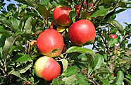 Äpfel als gesundes Streuobst
