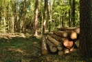 Holzpolter vor lückigem Altbestand.