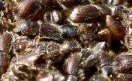 Zahllose Borkenkäfer krabbeln übereinander