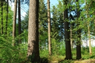 Wald aus Nadelbäumen und kleine Laubbäumen