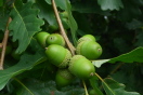 Traubeneiche (Quercus petraea)