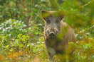 Wildschwein (Foto: natureimmortal/fotolia.com)