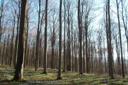 Junger Buchenwald im Frühling