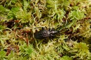 Schwarzer Käfer auf Moos