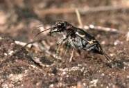 Heide-Sandlaufkäfer (Cicindela silvatica) 