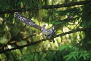 Ein Kauz fliegt durch den Wald