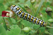 Weiße Raupe mit gelbem und schwarzem Muster