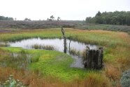 Gewässer in einer offenen Moorlandschaft