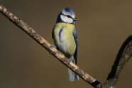 Kleiner Vogel mit blau-schwarzem Rücken und gelbem Bauch sitzt auf einem Zweig.