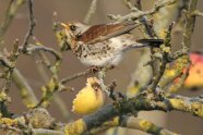 Braun-grau-weißer kleiner Vogel mit gesprenkeltem Bauch sitzt auf einem Zweig.