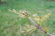 Bestäubte Eschensamen vor Gras