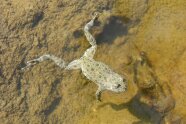 Im Wasser schwimmende Kröte