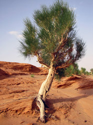 Niedrigwüchsigen Baum, der auf rötlichem Sanboden wächst. Die Landschaft ist ansonsten vegetationsfrei.