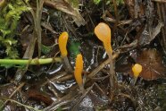 Moor mit leuchtend orangenen Sumpf-Haubenpilzen