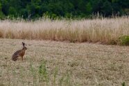 Ein Feldhase sitzt auf einem gemähten Feld
