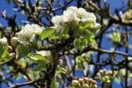 Weiße Wildbirnenblüte am Zweig vor blauem Himmel