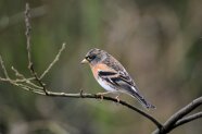 Der lachs-farben und grau-schwarz-weiß gefärbte Bergfink sitzt auf einem Ast