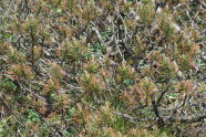 Nadelbaum mit rötlich verfärbten Nadeln