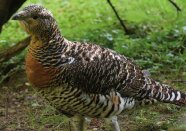 Auerhenne aus nächster Nähe im braunen Federkleid