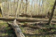 Liegene und somit tote Eschen in einem Auwald