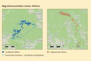 Auf einer topographischen Karte sind die Streifgebiete zweier Rotwildalttieren abgebildet