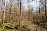Lichter Laubwald an einem kleinen Flusslauf.