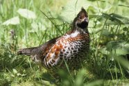 Ein  Haselhuhn Hahn im dichten Gras