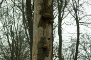 In einem toten stehenden Baum ist eine Buntspechthöhle neben Pilzen zu sehen