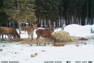 Rotwild ist an einer Winterfütterung und äst