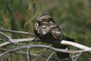 Kleiner brauner Vogel sitzt auf einem Ast und schläft