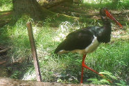 Schwarzstorch im Wald