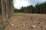 Kahl geschlagene Fläche umringt von Fichtenwäldern