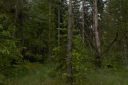 Nadelwald mit Wollgras am Boden