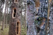 Baumstämme mit länglichen, ovalen hohlen Löchern und Bruthöhlen.