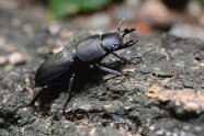 Der matt-schwarze Balkenschröter mit weit geöffneten Mundwerkzeugen auf einer Rinde