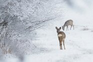 Zwei rehe stehen im Schnee und äsen