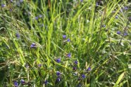 Individuum der Blauroten Steinsame im sonnigen Grünland