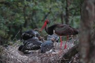 Ein Schwarzstorch mit seinen Jungen im Nest