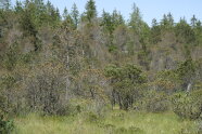 Wald aus Nadelbäumen mit rötlich verfärbten Nadeln