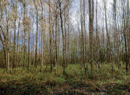 Moorbirkenbestand aus Naturverjüngung