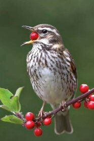 Rotdrossel sitzt auf mit Beeren bestücktem Ästchen und hat eine Beere im Schnabel