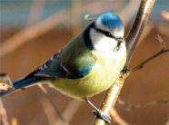 Blaumeise sitzt auf einem Ast