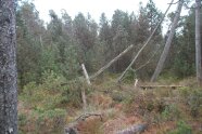 Umgefallene Nadelbäume in einem Moorwald