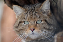 Braune Katze mit schwarzen Akzenten schaut direkt in die Kamera 