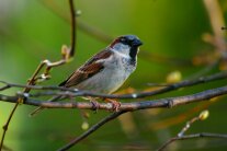 Vogel mit grauem Bauch und schwarz-braunem Rücken sitzt auf einem Ast.