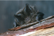 Mopsfledermaus